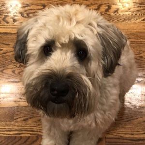 Meet your Posher, Sophie